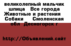 великолепный мальчик шпица - Все города Животные и растения » Собаки   . Смоленская обл.,Десногорск г.